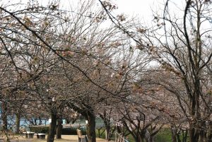 20170412桜が池