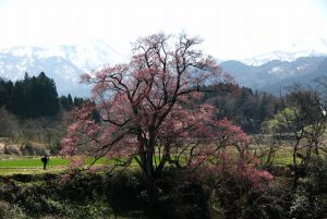 20190406江戸彼岸桜