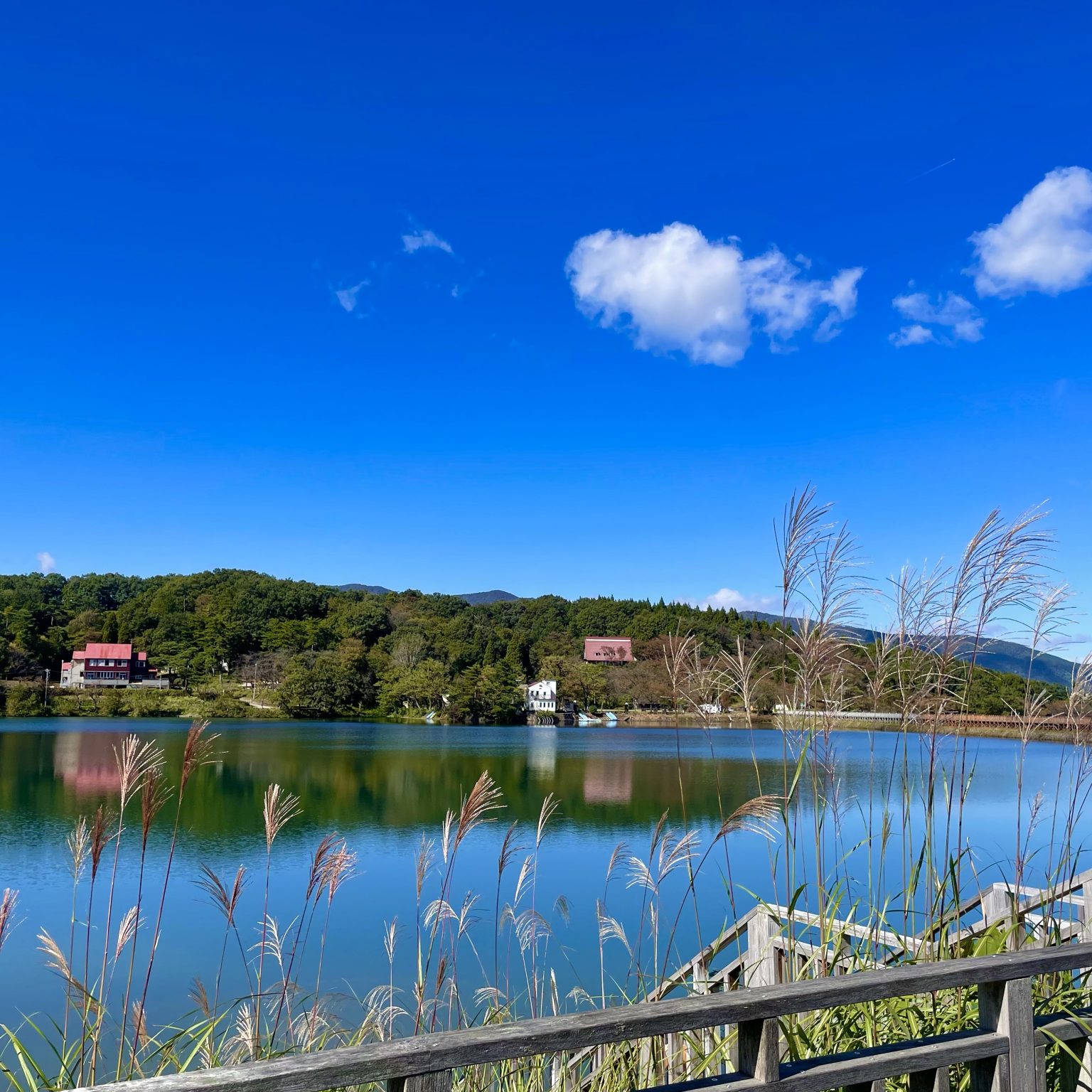 桜ヶ池公園も紅葉が始まってます。 ヨッテカーレ城端